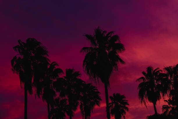 istock Beautiful coconut palm tree with sky at sunset 1366062209