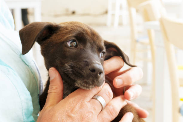 istock Brown puppy eats out of a bowl 1366063144