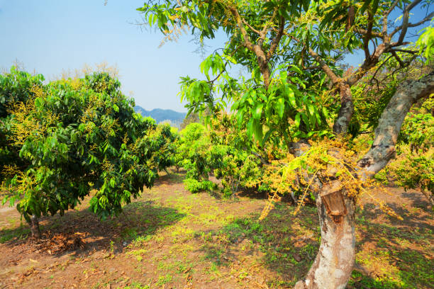 istock Mango tree plantation and trees in Chiang Mai province 1366065177