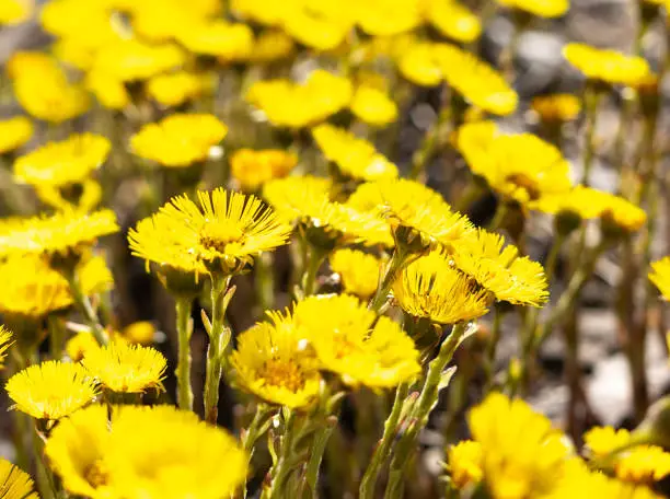 spring young yellow flowers mother and stepmother close-up, plant natural background with copy space, Tussilago farfara, Selective focus