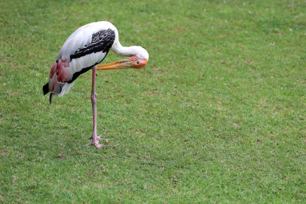 The Painted Stork bird (Mycteria leucocephala) in garden