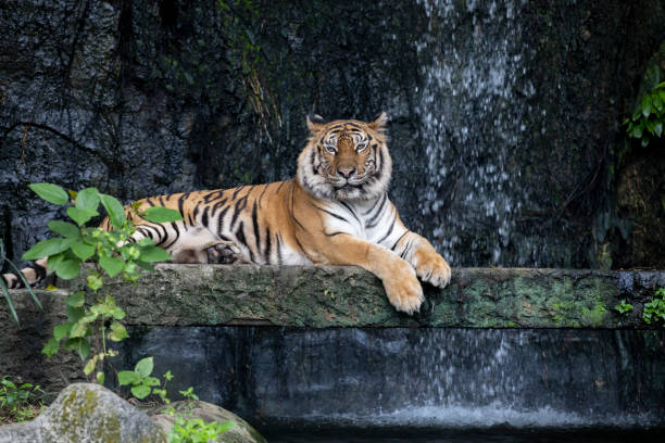 istock Close up bengal tiger is sit down in forest 1366065303