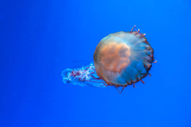 Colorful jellyfish floating in the sea