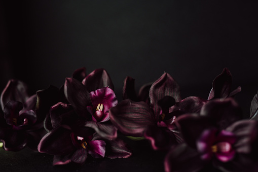 Moody still life of artificial purple orchids against a black background, perfect for Valentine's Day or a wedding with lots of negative copy space. Horizontal image with subject oriented at bottom.