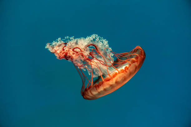 istock Colorful jellyfish at the aquarium 1366067151