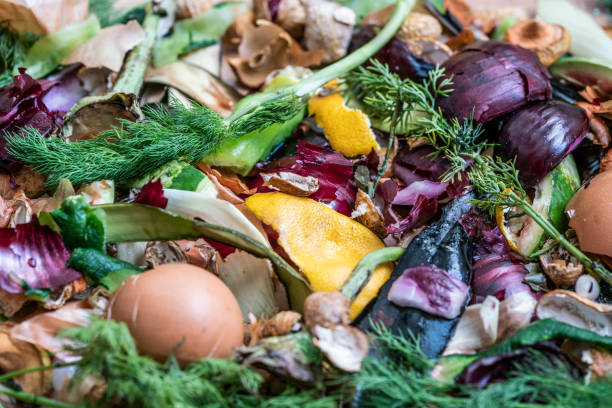 composting pile of rotting kitchen scraps stock photo