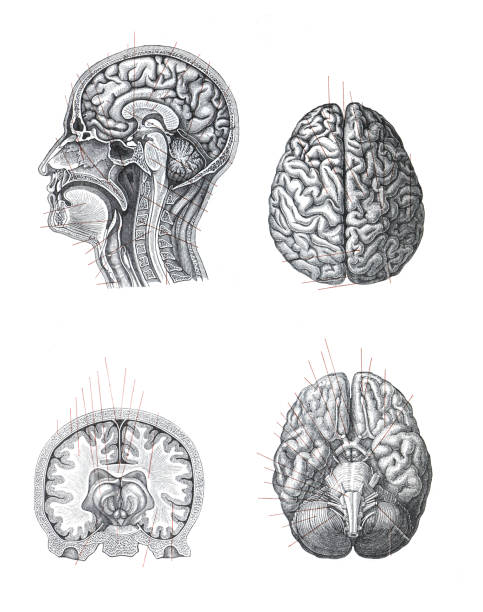 anatomie des menschlichen gehirns (schädel) oder schädelanatomie. sammlung handgezeichnete illustration. - medizinische zeichnung stock-grafiken, -clipart, -cartoons und -symbole
