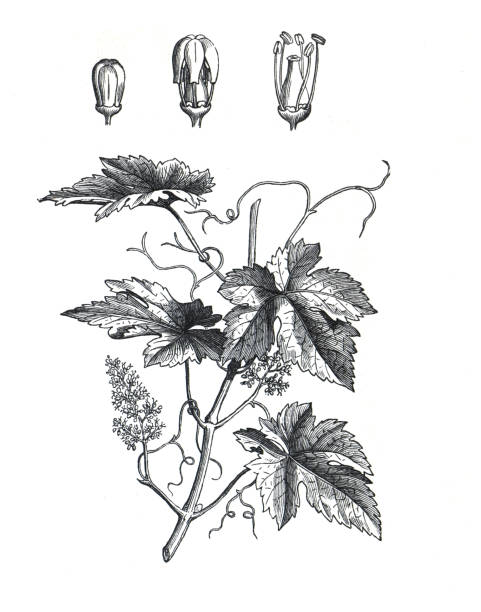 виноградная лоза обыкновенная (vitis vinifera) vitis vinifera. рисованная винтажная иллюстрация. - vinifera stock illustrations