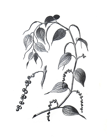 Piper nigrum or black pepper. medicinal plant. hand drawn illustration.