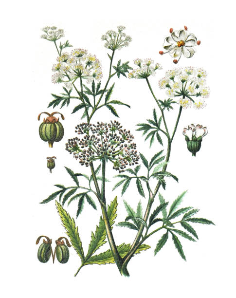 umbeliferae lub apiaceae (cicuta virosa) angelica poison flower. ręcznie rysowana ilustracja. - angelica plant flower uncultivated stock illustrations