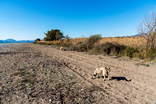 Cute stray dog with Golden Retriever dog walking on the sandy path by the sea.
