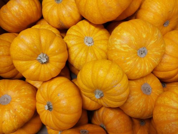 istock number of pumpkins close up view 1366074057