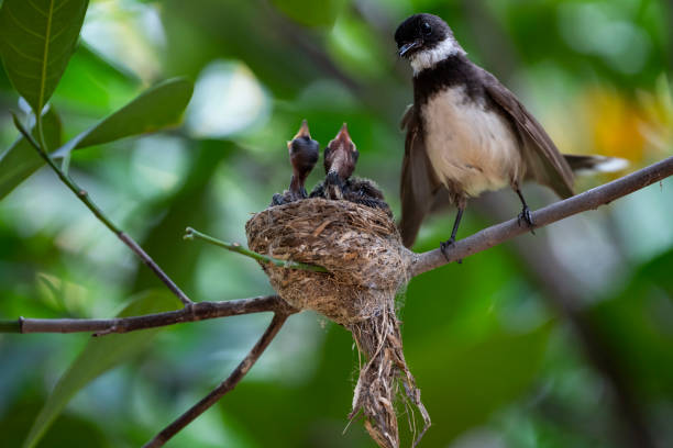 istock Sunda Pied Fantail 1366075051