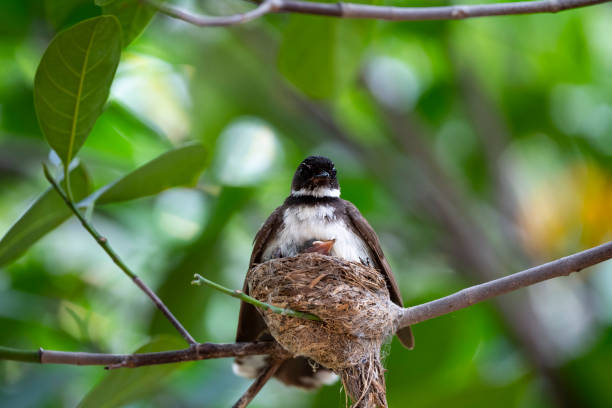 istock Sunda Pie Fantail 1366075530