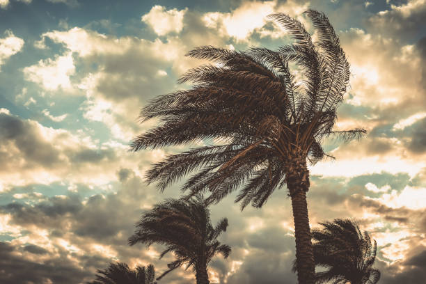 Palm trees swaying in the wind Palm trees swaying in the wind against sunset sky background. Windy winter day in Egypt. Color toned image gale stock pictures, royalty-free photos & images