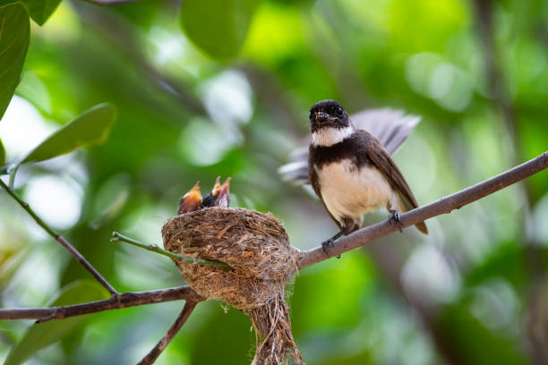 istock Sunda Pied Fantail 1366075596