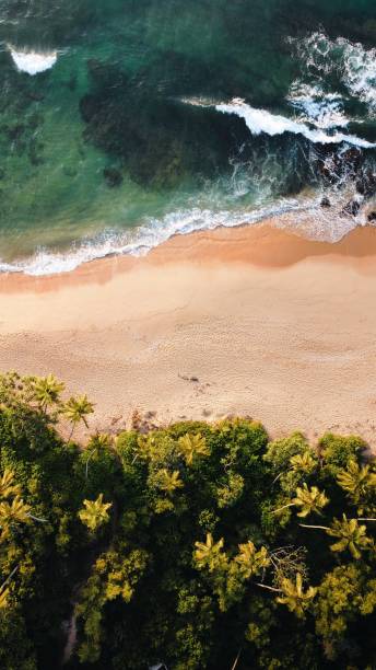 istock Tropical beach in Sri Lanka 1366075749