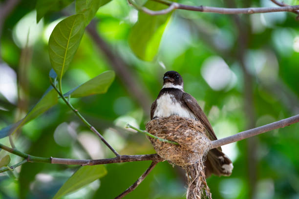 istock Sunda Pied Fantail 1366076834