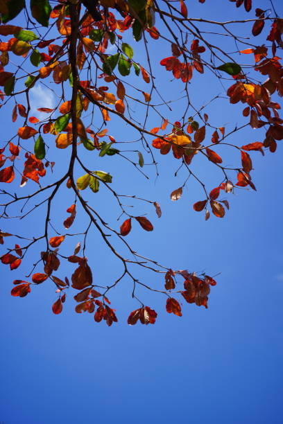 istock Bright autumn background of nature 1366077100
