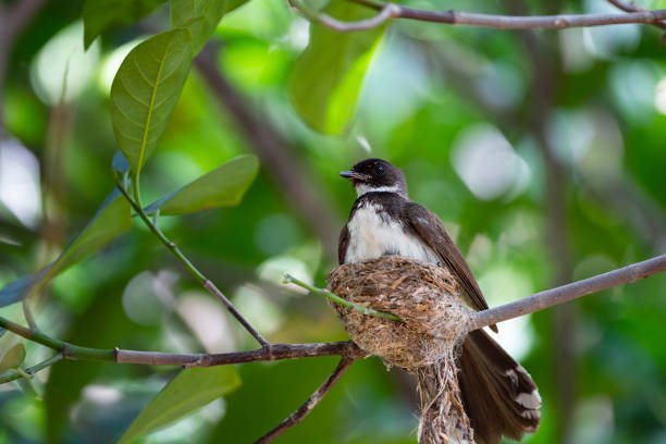 istock Sunda Pied Fantail 1366077138