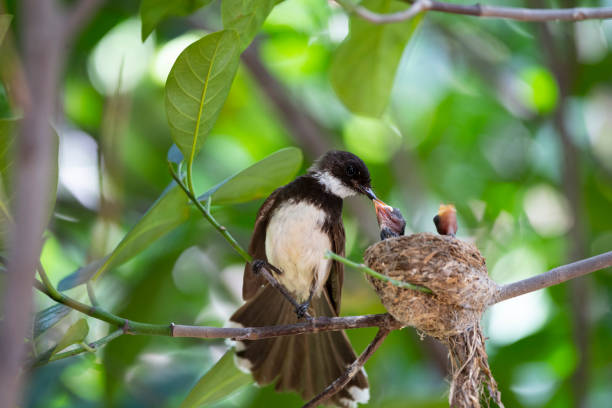 istock Sunda Pied Fantail 1366077271