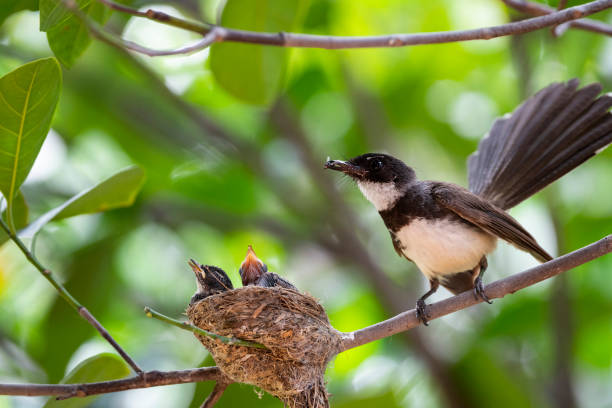 istock Sunda Pied Fantail 1366078479