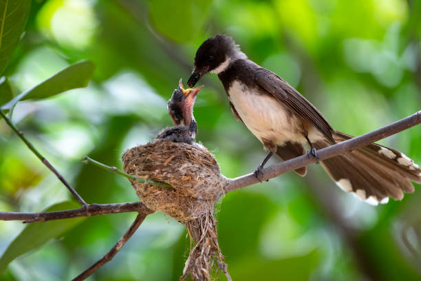 istock Sunda Pied Fantail 1366078542