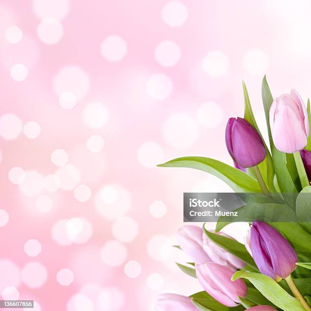 Красивые Тюльпаны В Фиолетовый — стоковые фотографии и другие картинки Без людей - Без людей, Букет, Весна