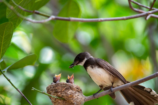 istock Sunda Pie Fantail 1366078803