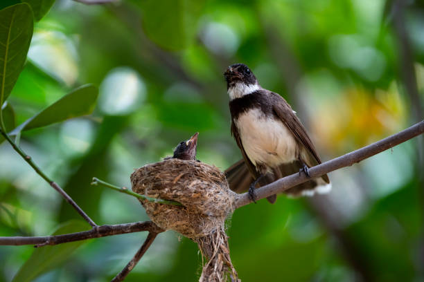 istock Sunda Pie Fantail 1366078861