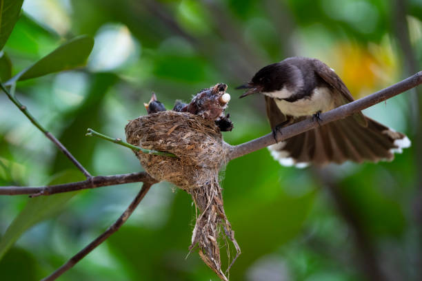 istock Sunda Pied Fantail 1366080287
