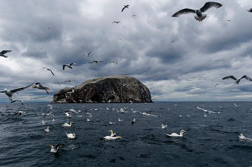 Gannets and herring gulls at Bass Rosck