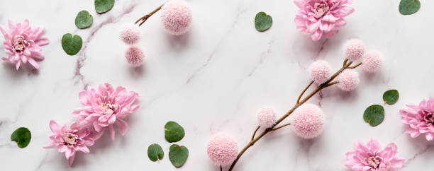 istock Fresh eucalyptus leaves, pink fluffy balls and chrysanthemum flowers. Panoramic banner image. Winter flat lay background on off white marble 1366083107