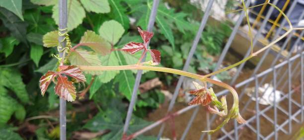 istock Little Plant on The Fence 1366083312