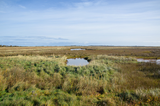Wet meadows as well as open water and reed areas can be found in the area of Greune Stee in the south of the East Frisian island of Borkum.
