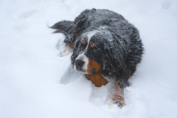 perro de montaña bernés yace en la nieve - dog snow bernese mountain dog paw fotografías e imágenes de stock