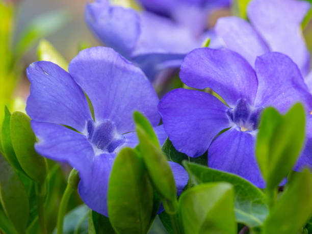 咲く青い共通のペリウィンクルのクローズアップ(ビンカマイナー) - catharanthus ストックフォトと画像