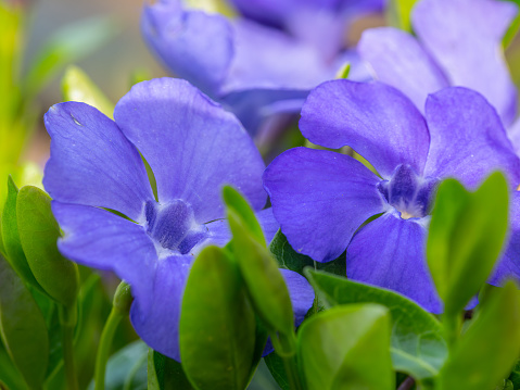 Close-up of blooming blue common periwinkle (vinca minor)