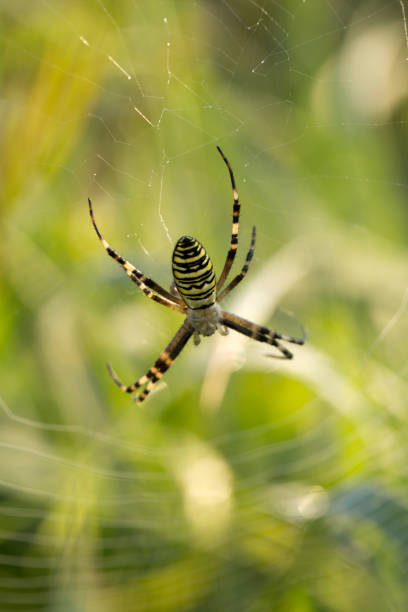 istock Cobweb and spider in the early morning on the grass 1366085226