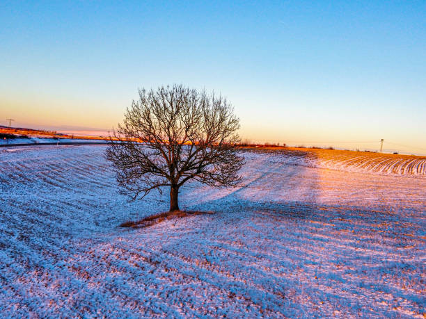 istock sunrise in the winter with tree 1366087260