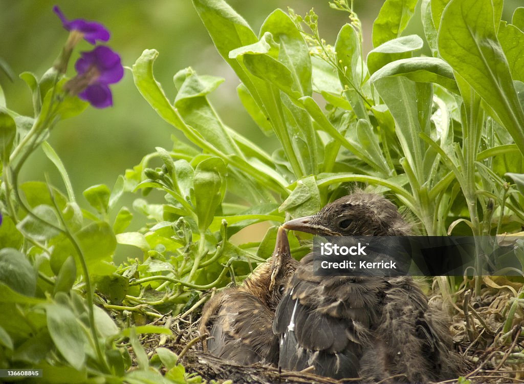 Ich mag dich! süßes baby Vögel Küssen (blackbird - Lizenzfrei Amsel Stock-Foto