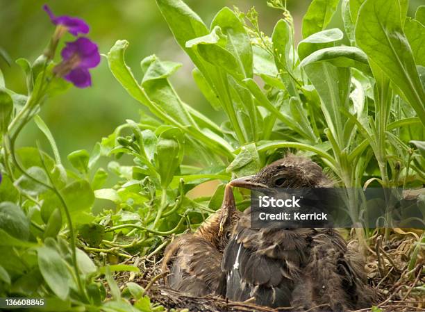 Ich Mag Dich Süßes Baby Vögel Küssen Blackbird Stockfoto und mehr Bilder von Amsel - Amsel, Blatt - Pflanzenbestandteile, Extreme Nahaufnahme