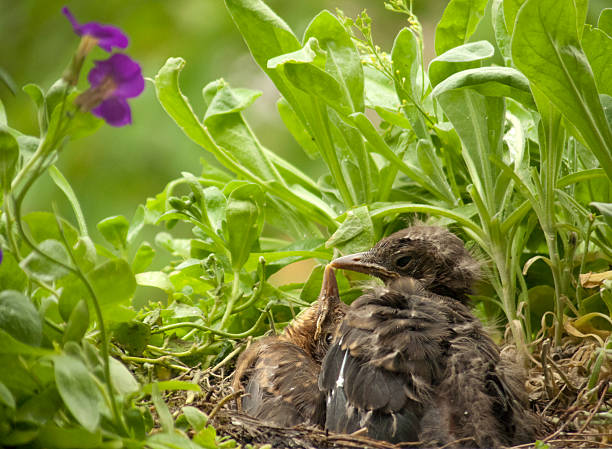 I like you! - cute baby birds kissing (blackbird) No, this is no composing :) This is the original photo. Lucky snapshot aufzucht stock pictures, royalty-free photos & images