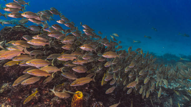 istock Big School in the ocean 1366089846