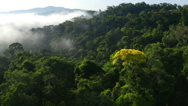 Stunning tropical forest view, a yellow flowering tree in the Amazon forest