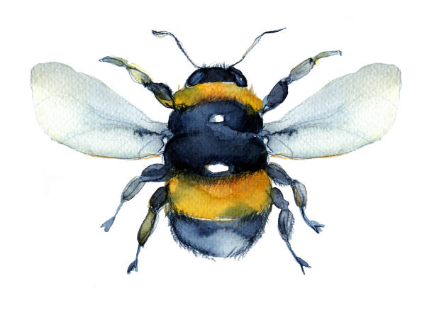 ilustraciones, imágenes clip art, dibujos animados e iconos de stock de acuarela abeja. - abeja