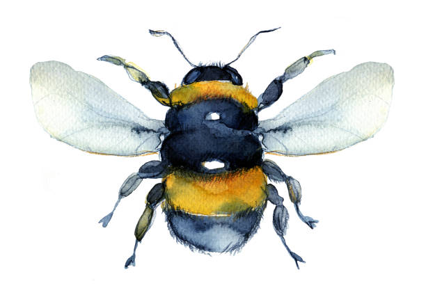 수채화 꿀벌. - small bee stock illustrations