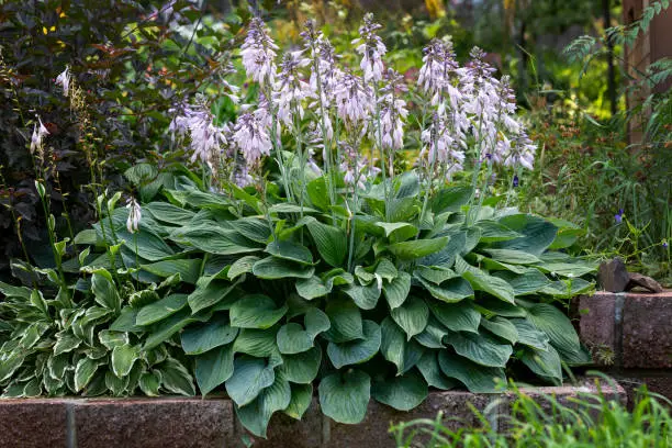 A lush bush of flowering hosta in the garden. Perennial flowers, landscape design.