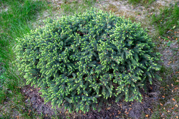 Thuja western 'Danica' in the garden. Coniferous plants, landscape design. Thuja western 'Danica' in the garden. Coniferous plants, landscape design. juniperus chinensis stock pictures, royalty-free photos & images