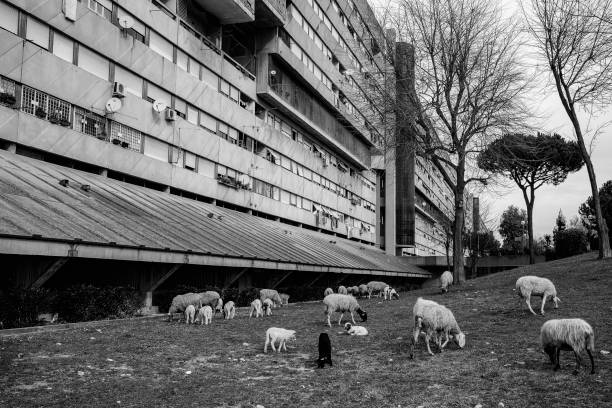 Sheep graze on a pasture in Corviale, Roma. In the background, view of the \